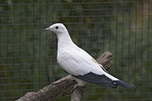 Pied Imperial Pigeon (Ducula bicolor) perching on branch Pied Imperial Pigeon (Ducula bicolor) perching on branch