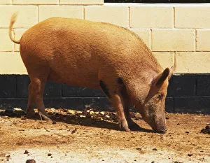 Pig grazing in sunny walled yard, side view Pig grazing in sunny walled yard, side view