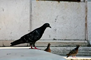 <b class=qtipBold><figcaption>Pigeons. Venice. Veneto. Italy</figcaption></b><br><em>© Marka/Universal Images Group</em> Pigeons. Venice. Veneto. Italy