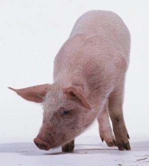 Piglet, Landrace family, aged 6 weeks, pink skin with black speckles and white hairs Piglet, Landrace family, aged 6 weeks, pink skin with black speckles and white hairs