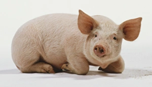 Piglet, Landrace variety, aged 6 weeks, pink skin with white hairs, large ears Piglet, Landrace variety, aged 6 weeks, pink skin with white hairs, large ears
