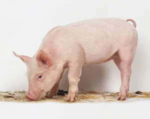 Piglet (Sus scrofa domestica) with its head down eating, side view Piglet (Sus scrofa domestica) with its head down eating, side view