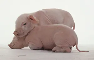 Two piglets, Landrace variety, aged 2 days, pink skin with white hairs, thin tail Two piglets, Landrace variety, aged 2 days, pink skin with white hairs, thin tail