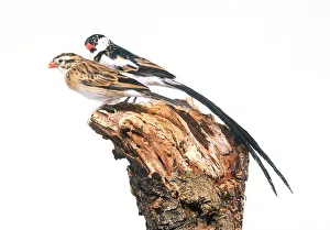Pin-tailed whydah (Vidua macroura), male and female perching side by side on tree stump Pin-tailed whydah (Vidua macroura), male and female perching side by side on tree stump