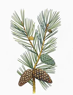 Pinaceae, Leaves and cones of Aleppo Pine Pinus halepensis, illustration Pinaceae, Leaves and cones of Aleppo Pine Pinus halepensis, illustration