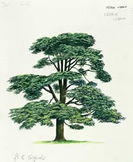Pinaceae, Lebanon cedar Cedrus libani, illustration