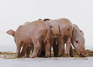 Four pink Piglets (sus sp.) huddled together side by side, facing away from each other Four pink Piglets (sus sp.) huddled together side by side, facing away from each other