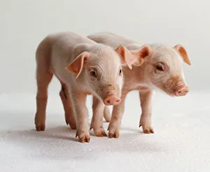 Two pink Piglets (sus sp.), front view Two pink Piglets (sus sp.), front view