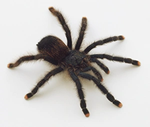 Pink Toed Tarantula (Avicularia urticans) Pink Toed Tarantula (Avicularia urticans)
