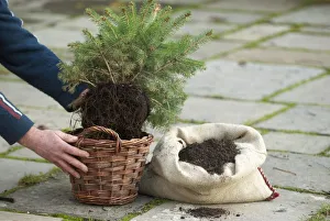 Placing fir tree in wicker basket Placing fir tree in wicker basket