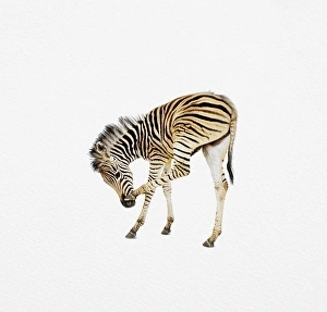 Plains Zebra (Equus quagga, formerly Equus burchelli), foal using hind leg to scratch nose Plains Zebra (Equus quagga, formerly Equus burchelli), foal using hind leg to scratch nose