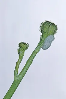 Plant covered in cuckoo spit from Froghopper or Spittlebug nymph (Philaenus spumarius) Plant covered in cuckoo spit from Froghopper or Spittlebug nymph (Philaenus spumarius)