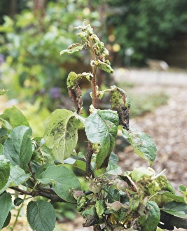 Plant lice covering leaves of a plant Plant lice covering leaves of a plant