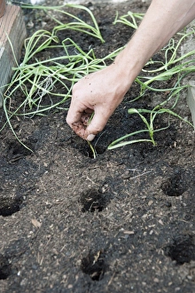 <b class=qtipBold><figcaption>Planting leek seedlings</figcaption></b><br><em>© Dorling Kindersley/UIG</em> Planting leek seedlings