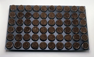<b class=qtipBold><figcaption>Plug tray</figcaption></b><br><em>© Dorling Kindersley/UIG</em> Plug tray
