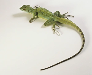 Plumed Basilisk (Basiliscus plumifrons), lizard with very long slender tail, overhead view Plumed Basilisk (Basiliscus plumifrons), lizard with very long slender tail, overhead view