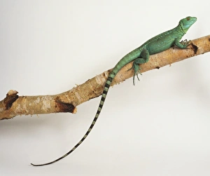 Plumed Basilisk (female) on a branch. This lizard is vivid green Plumed Basilisk (female) on a branch. This lizard is vivid green