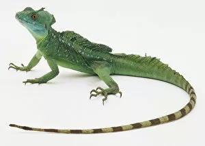 Basiliscus Plumifrons Gallery: Plumed Basilisk Lizard (Basiliscus Plumifrons)