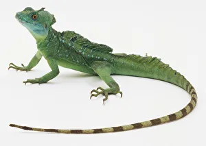 Plumed Basilisk Lizard (Basiliscus Plumifrons) Plumed Basilisk Lizard (Basiliscus Plumifrons)