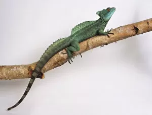 Basiliscus Plumifrons Gallery: Plumed Basilisk (male) on a branch. This lizard is vivid green