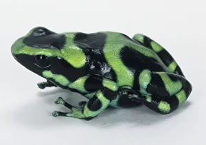 Poison Dart Frog (Dendrobatidae) Poison Dart Frog (Dendrobatidae)