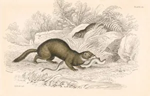 Polecat (Mustela putorius), member of the Weasel family. Its reputation for the strong Polecat (Mustela putorius), member of the Weasel family. Its reputation for the strong