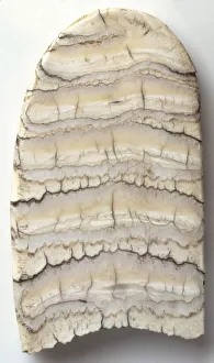 Polished Section of Elephant Tooth Polished Section of Elephant Tooth