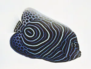 Pomacanthus imperator, Emperor Angelfish, vibrant bright blue Pomacanthus imperator, Emperor Angelfish, vibrant bright blue