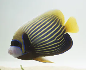 Pomacanthus imperator, Emporer Anglefish swimming, vivid blue and yellow stripes Pomacanthus imperator, Emporer Anglefish swimming, vivid blue and yellow stripes