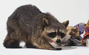 Porocyon lotor (Raccoon). Family Procyonidae. Raccoon amongst Rubbish Porocyon lotor (Raccoon). Family Procyonidae. Raccoon amongst Rubbish