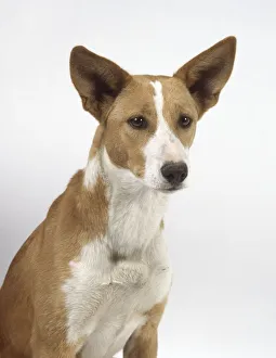 Portuguese Podengo dog, head and shoulders, facing forward Portuguese Podengo dog, head and shoulders, facing forward