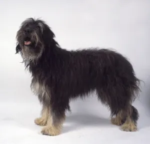 Portuguese sheepdog puppies for sales sale