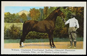 Tennessee Walking Horse Tennessee Walking Horse