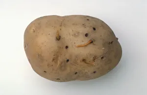 Potato infested with larvae of click beetle Potato infested with larvae of click beetle