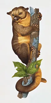Potos flavus (Kinkajou). Family Procyonidae. Artwork Potos flavus (Kinkajou). Family Procyonidae. Artwork