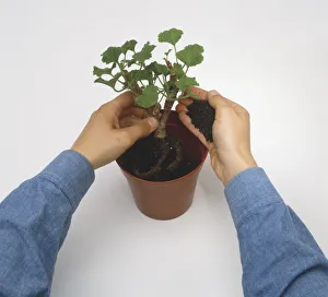<b class=qtipBold><figcaption>Potting up Pelargoniums</figcaption></b><br><em>© Dorling Kindersley/UIG</em> Potting up Pelargoniums