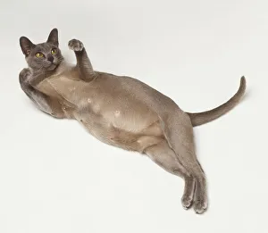 Pregnant Oriental Shorthair Cat (Felis catus) lying on its back, view from above Pregnant Oriental Shorthair Cat (Felis catus) lying on its back, view from above