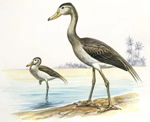 Prehistoric birds, Cenozoic era (Paleogene, Eocene), Presbyornis, illustration Prehistoric birds, Cenozoic era (Paleogene, Eocene), Presbyornis, illustration