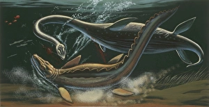 Prehistoric marine animals, underwater view, illustration Prehistoric marine animals, underwater view, illustration
