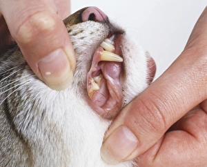 Prising open jaws of cat (Felis silvestris cattus) to examine teeth Prising open jaws of cat (Felis silvestris cattus) to examine teeth