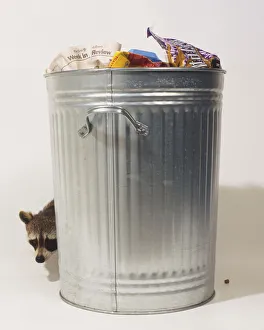 Procyon lotor, Common Raccoon, hiding behind bin Procyon lotor, Common Raccoon, hiding behind bin