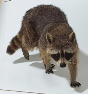 Procyon lotor (Raccoon), Family Procyonidae Procyon lotor (Raccoon), Family Procyonidae
