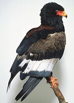 Profile of Bateleur Eagle with a black head and brown, white Profile of Bateleur Eagle with a black head and brown, white