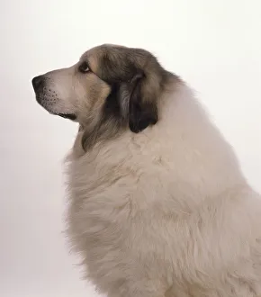 Profile headshot of a Pyrenean Mountain Dog Profile headshot of a Pyrenean Mountain Dog