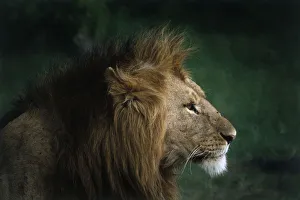 Side profile of Lions head and mane Side profile of Lions head and mane
