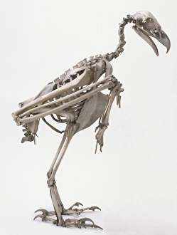 Profile of skeleton of Wedge-tailed Eagle Profile of skeleton of Wedge-tailed Eagle
