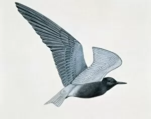 Side profile of a small black tern flying (Chlidonias Nigra)