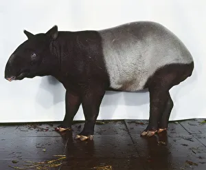 Profile of tapir, Tapirus indicus Profile of tapir, Tapirus indicus