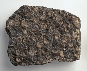 Promicroceras ammonites fossilised in limestone rock Promicroceras ammonites fossilised in limestone rock