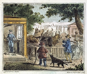 Public weighbridge used to weigh cattle in a market. Animals are placed weighing platform Public weighbridge used to weigh cattle in a market. Animals are placed weighing platform